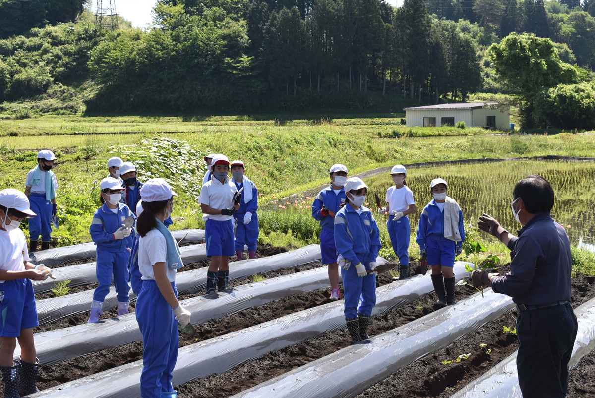高山村立高山小学校 日々の様子 さつまいも植え